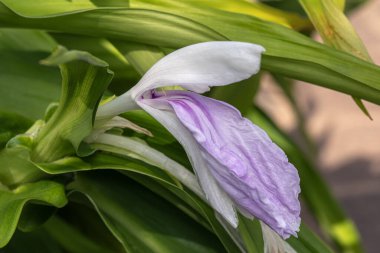 Roscoea purpurea, Bhordaya olarak da bilinen mor bir yaz çiçeği olan güz çiçeği çiçekli bir yaz çiçeği.                              