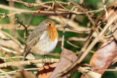 Robin Kızılgöğüs (Erithacus rubecula), genellikle Noel kartlarında bulunan kırmızı ya da turuncu göğüslü bir İngiliz bahçe kuşu.