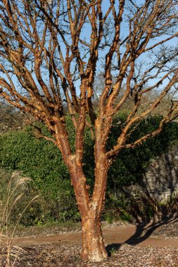 Acer griseum ağacı kabuk dokusu, yaygın olarak Paperbark Maple olarak bilinir, stok fotoğraf resmi                               