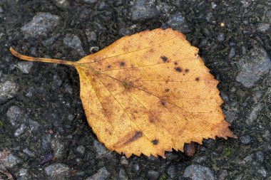 Kasım ayında sonbahar yaprakları sonbahar renginde, stokta fotoğraf çekimi                               