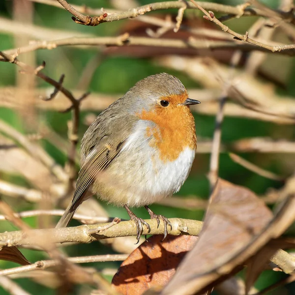 Robin Kızılgöğüs (Erithacus rubecula), genellikle Noel kartlarında bulunan kırmızı ya da turuncu göğüslü bir İngiliz bahçe kuşu.
