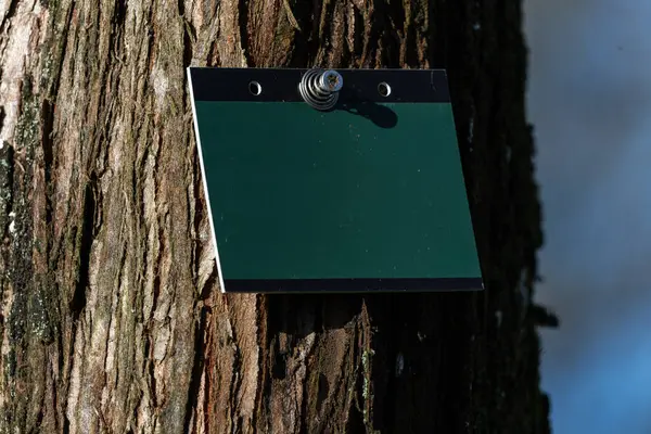 Empty blank green plant label hanging on a tree for identification purposes, stock photo image with copy space