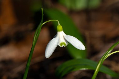 Galanthus woronowii (giant snowdrop) a winter spring flowering plant with a white green springtime flower which opens in January and February, stock photo image