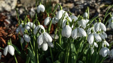  Snowdrops (galanthus) a winter spring flowering plant with a white green springtime flower which opens in January and February, stock photo image                              