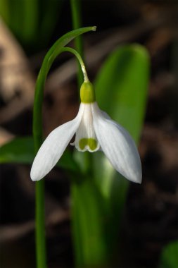 Galanthus woronowii (giant snowdrop) a winter spring flowering plant with a white green springtime flower which opens in January and February, stock photo image