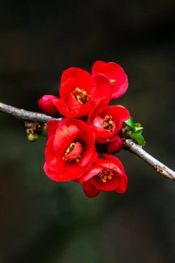 Chaenomeles x superba 'Knap Hill Scarlet' a spring flowering shrub plant with a red springtime flower commonly known as Japanese quince, stock photo image clipart