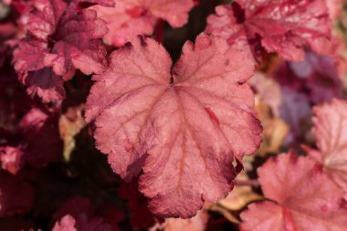 Heuchera 'Berry Smoothie', genellikle mercan çanları veya mezuniyet kökü olarak bilinen kırmızı mor yapraklı, bitkisel bir bahar bitkisi.