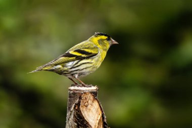 Siskin (Carduelis spinus), Birleşik Krallık ve Avrupa 'da bulunan yaygın bir bahçe sarısı ötücü kuşudur.