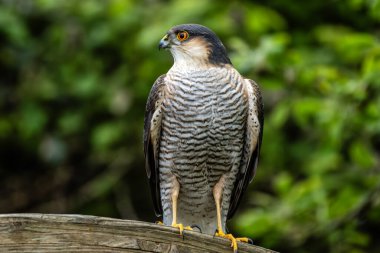Atmaca (Accipiter nisus), orman veya bahçe ortamında avlanan yırtıcı bir yırtıcı yırtıcı kuş türüdür.