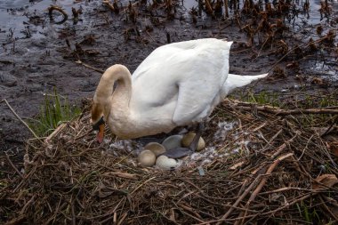 Mute swan (Cygnus olo) in its bird nest with newly laid eggs for hatching into cygnets, stock photo image clipart
