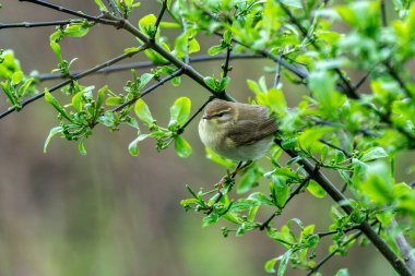 Söğüt bülbülü (Phylloscopus trochilus) bir orman ağacı dalına tünemiş kuş, stok fotoğrafı