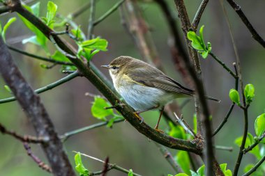 Söğüt bülbülü (Phylloscopus trochilus) bir orman ağacı dalına tünemiş kuş, stok fotoğrafı