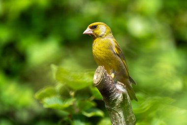 Greenfinch (Chloris chloris), Birleşik Krallık ve Avrupa 'da bulunan yaygın bir bahçe ötücü kuşu olan bir ağaç dalına konmuş Avrasyalı bir kuşun portre resmi.
