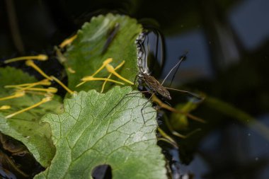 Common pond skater (gerris lacustris) an aquatic predatory insect found skating on the water surface of lakes and ditches during the spring and summer, stock photo image clipart