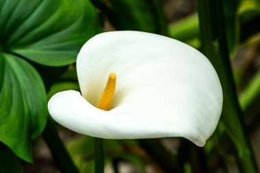 Zantedeschia kokulu bir bahar çiçeği beyaz bir yaz çiçeği ile çiçek açan çiçek arum zambağı olarak da bilinir, stok fotoğrafı