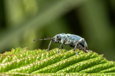 Nettle buğday biti (phyllobius pomaceus), ilkbahar ve yaz boyunca tarlalarda ve bahçelerde bulunan yaygın bir İngiliz metalik yeşil veya mavi böcek.