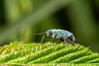 Nettle weevil (phyllobius pomaceus) a common British metallic green or blue insect found in fields and gardens during the spring and summer, stock photo image clipart