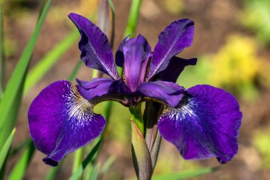 İris sibirica 'Regality', genellikle Sibirya İris olarak bilinen mor bir yaz çiçeği olan çiçekli bir yaz çiçeği.
