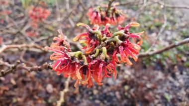 Hamamelis x Intermedia 'Diane' (cadı fındığı) son derece güzel kokulu kırmızı çiçekleri ve çiçek açtığında yaprakları olmayan bir kış baharı çiçekli ağaç fidanı.