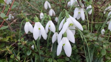 Kar damlası (galanthus elwesii), Ocak ve Şubat aylarında açan beyaz bir bahar çiçeği olan bir bahar soğanı çiçek bitkisi.