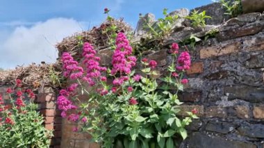 Centranthus Ruber (Valeriana Rossa), genellikle kır çiçeği olarak bilinen ama genellikle bahçelerde yetişen kırmızı pembe yaz çiçekli bir çiçek bitkisidir.