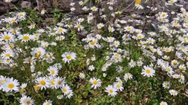 Oxeye papatya (Leucanthemum vulgare), öküz gözü, öküz gözü, köpek papatyası ya da marguerit olarak bilinen beyaz bir yaz mevsimi çiçeği bitkisi.