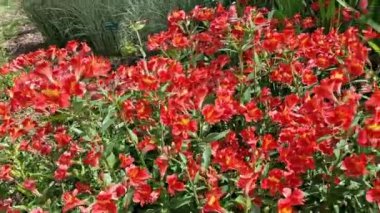 Kırmızı alstroemeria Peru Zambağı olarak bilinen bitkisel bir bahar bitkisi. Stok video görüntüleri.