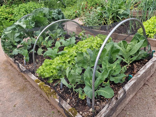 Органическое растительное ложе из капустных овощей и листьев салата, растущих в деревянной раме, для защиты и борьбы с вредителями от слизней и улиток, которые могут съесть урожай, фото на складе