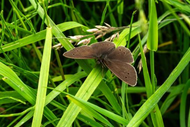 Ringlet butterfly (Aphantopus hyperantus) a common British summer brown flying insect found where grasses are lush and tall, stock photo wildlife image clipart