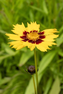 Coreopsis grandiflora 'Sunkiss' a yellow herbaceous perennial spring summer and autumn flowering plant with a yellow summertime flower commonly known as Tickseed, stock photo gardening image clipart