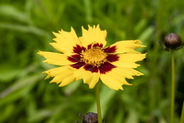 Coreopsis grandiflora 'Sunkiss' a yellow herbaceous perennial spring summer and autumn flowering plant with a yellow summertime flower commonly known as Tickseed, stock photo gardening image clipart