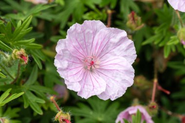 Geranium sanguineum 'Striatum' an herbaceous perennial spring summer flowering plant with a pale lilac pink springtime flower commonly known as striped body cranesbill, stock photo image clipart