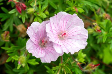 Geranium sanguineum 'Striatum' an herbaceous perennial spring summer flowering plant with a pale lilac pink springtime flower commonly known as striped body cranesbill, stock photo image clipart