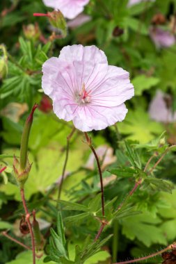 Geranium sanguineum 'Striatum' bitkisel bir bahar bitkisi. Soluk pembe bir bahar çiçeği olan bahar çiçekleri genellikle çizgili gövde vinç gagası olarak bilinir.