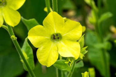 Nicotiana 'Lime Green' limon yeşili çiçekli bir yaz bitkisi. Genel olarak tütün bitkisi olarak bilinir.