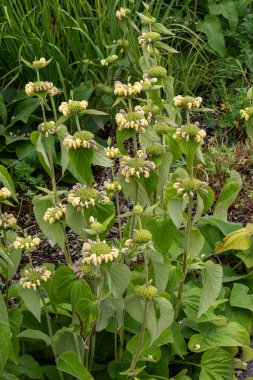 Phlomis russeliana bahar ve yaz aylarında çiçek açan bir bitki. Yazın açan sarı bir çiçek. Yaygın olarak Türk bilgesi olarak bilinir.