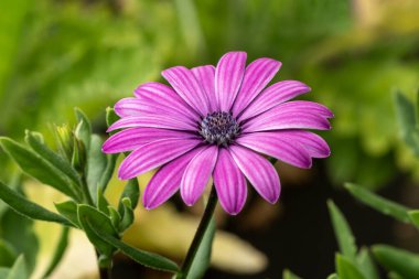 Osteospermum 'Tresco Purple' a summer flowering plant with a purple summertime flower commonly known as African or Cape Daisy stock photo gardening image clipart