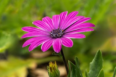 Osteospermum 'Tresco Purple' a summer flowering plant with a purple summertime flower commonly known as African or Cape Daisy stock photo gardening image clipart