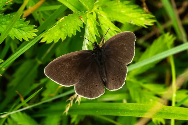 stock image Ringlet butterfly (Aphantopus hyperantus) a common British summer brown flying insect found where grasses are lush and tall, stock photo wildlife image