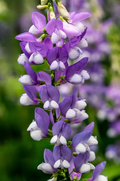 stock image Galega officinalis 'His Majesty' a summer flowering plant with a purple and white summertime flower commonly known as Goat's rue, stock photo gardening image