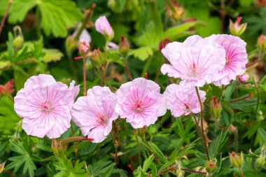 Geranium sanguineum 'Striatum' bitkisel bir bahar bitkisi. Soluk pembe bir bahar çiçeği olan bahar çiçekleri genellikle çizgili gövde vinç gagası olarak bilinir.