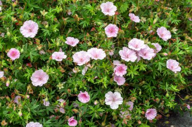 Geranium sanguineum 'Striatum' bitkisel bir bahar bitkisi. Soluk pembe bir bahar çiçeği olan bahar çiçekleri genellikle çizgili gövde vinç gagası olarak bilinir.