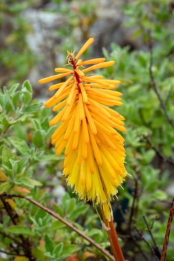 Kniphofia 'Parlayan Asa' bir sonbahar sonbaharı çiçekli sarı turuncu bir yaz çiçeği genellikle Red Hot Poker olarak bilinir, stok fotoğrafı