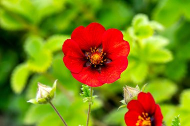 Potentilla 'Flamenco', genellikle sinkuefoil olarak bilinen kırmızı bir yaz çiçeği olan bahar çiçekli bir çiçek bitkisi.