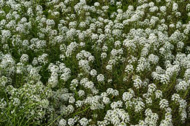 Lobularia maritima 'Kar Halısı' her yıl düzenlenen bir sonbahar çiçekleri bitkisi. Yaz çiçekleri arasında genellikle tatlı alyssum olarak bilinir.