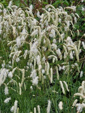 Sanguisorba Tenuifolia. Beyaz bir yaz çiçeği olan bir çiçek bitkisi. Yaygın olarak Burnet olarak bilinir.