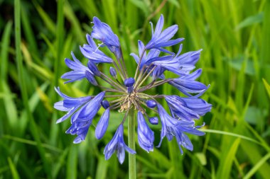 Agapanthus 'Torbay', genellikle Afrika zambağı olarak bilinen mavi yaz çiçekli, çiçek açan bir yaz bitkisi.