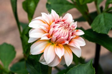 Dahlia 'Peaches' an orange pink summer autumn ball flower tuber plant, gardening stock photo image clipart