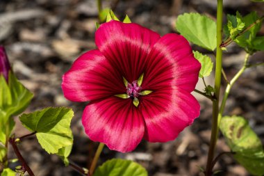 Malope trifida 'Vulcan' (her yıl yazları sıkça rastlanan, güz mevsiminde sık sık çiçek açan bir çiçek bitkisi)