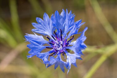 Cornflower (Centaurea cyanus), genellikle bekarlığa veda düğmesi olarak bilinen mavi bir yaz çiçeği ile her yıl sonbaharda açan kır çiçeği çiçeği çiçeği.